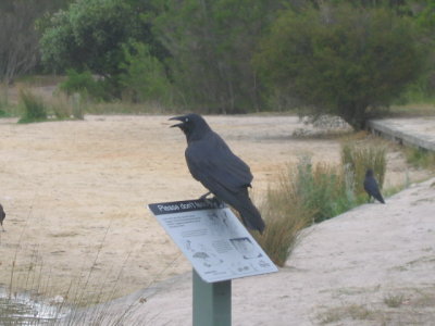 20 november Australian Raven