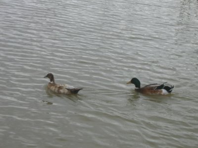 21 november Australian Shelduck