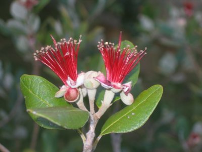 24 november Feijoa Twin Crowns