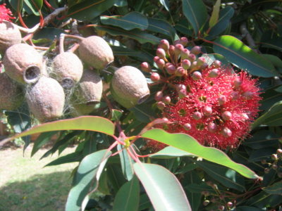 27 november Eucalyptus sideroxylon rosea