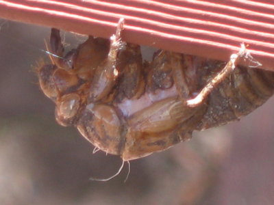 2 december Cast of a cicada