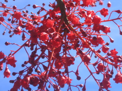 17 december red flowers