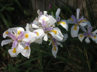 8 januari Dietes Grandiflora (Wild iris)