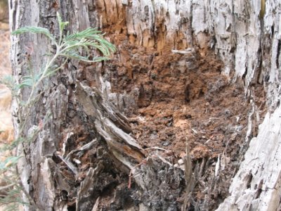 14 januari A mould tree trunk
