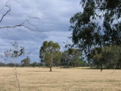 21 januari A paddock near the Murray river