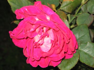 1 february Double coloured rose
