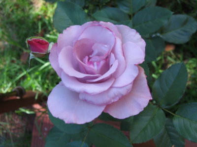 12 februari Dioressence Rose