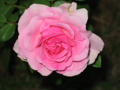 22 febraury a soft glowing pink rose