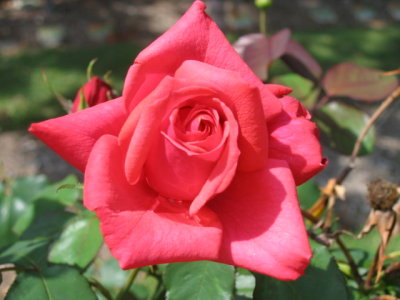 2 march Red Rose