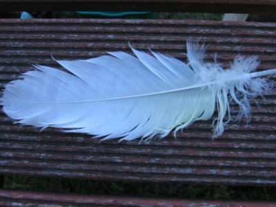 26 march Feather of a cockatoo