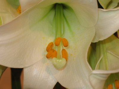 31 march stamen and probiscus of a lily