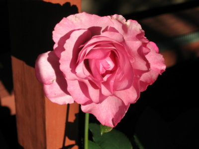6 april Pink rose