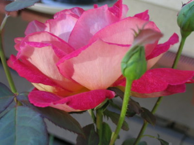 20 april 2007 Double colour rose