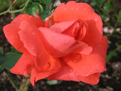 29 april Red rose