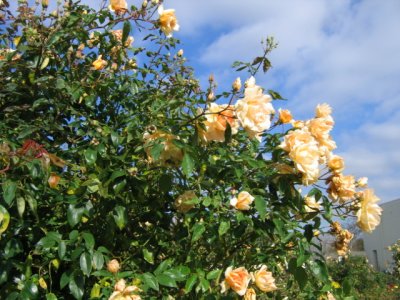 11 may a Rose tree