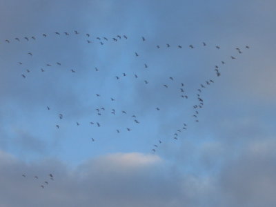14 may Each dusk thousands of birds are  moving to some where unknown
