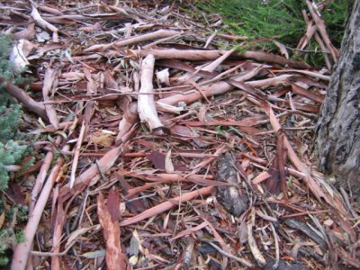 18 may debris of a eucalyptus tree