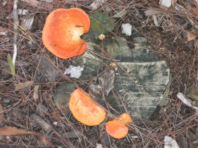 20 may Fungi in the wood
