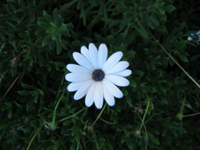 31 may Marguerites