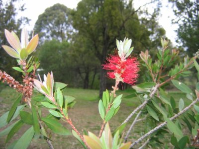 Red callistemon int he park