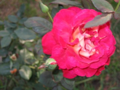 double colour rose