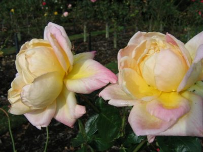 yellow pink roses