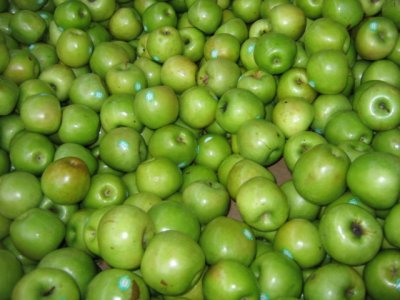 18 june Tasmanian Apples