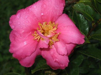 6 july Camellia