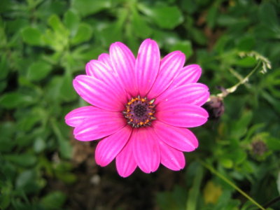 14 july Pink Marguerite