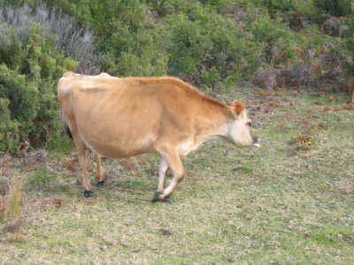 Yersey cow at Cape Otway