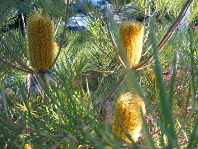 24 july Banksia