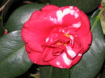30 july Camellia
