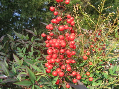 2 august Red berries