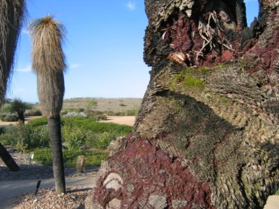 26 august Desert Grass tree