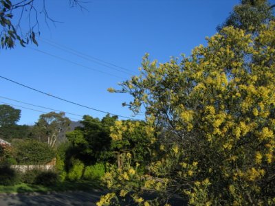 5 september A wattle tree and Dandenong Mountains