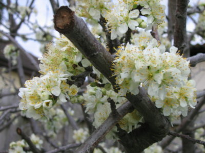 12 september Plum tree blossom