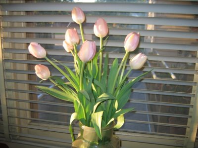13 september Soft pink tulips