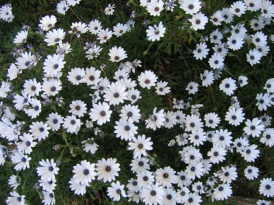 27 september White daisies