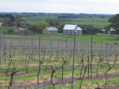 Red Hill vineyard