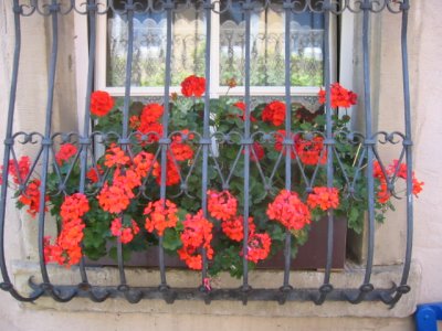 Geraniums reflexions