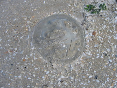 15 october Jelly fish on the beach in Chelsea