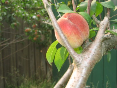 14 december The peach tree is full of ripe peaches