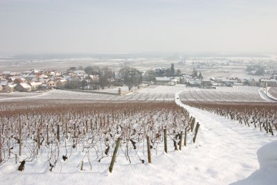 Burgundy - Morey-St-Denis