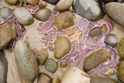 MV - Gay Head starfish