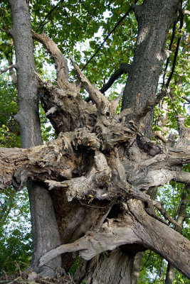 niagara river tree.jpg