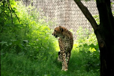 Cat Walk