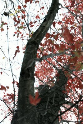 IMG_4849.JPG