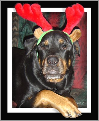TYSONS CHRISTMAS 2006