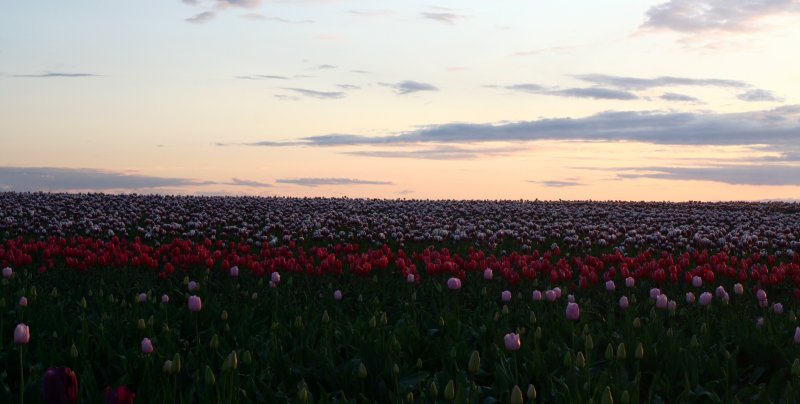 Tulip in Sunset 027.jpg