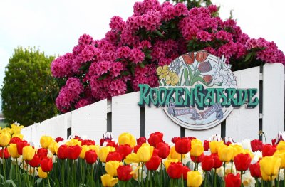 tulips_2007